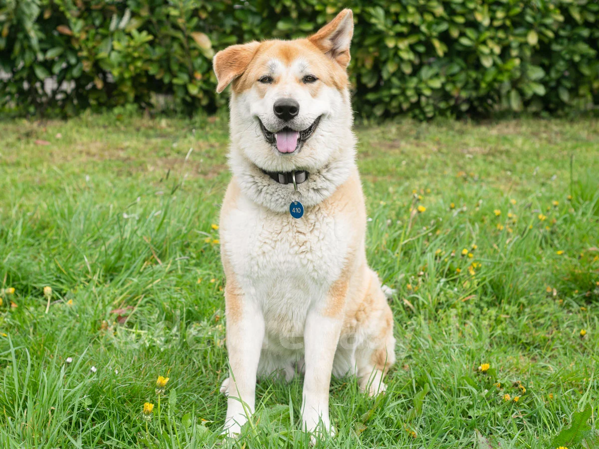Akita