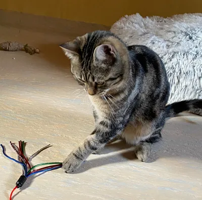 Daryl - Réservé, adopted