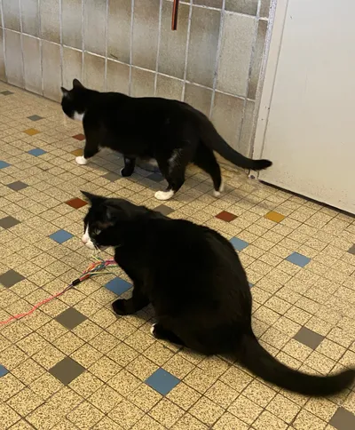 Felix & Felicie - À Adopter Ensemble - Réservés, adopted