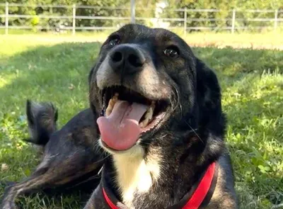 Dana, adopted