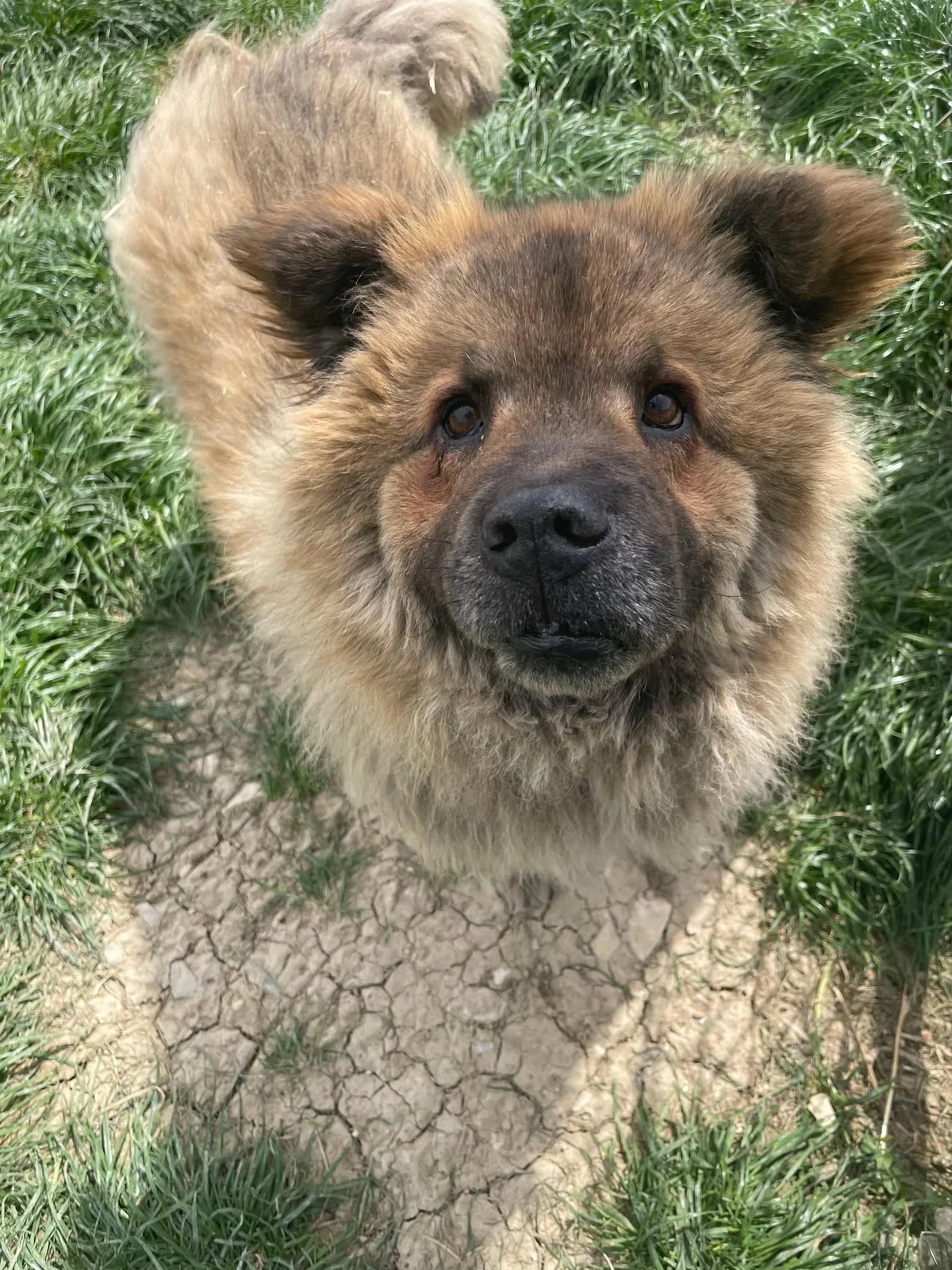 Chow Chow