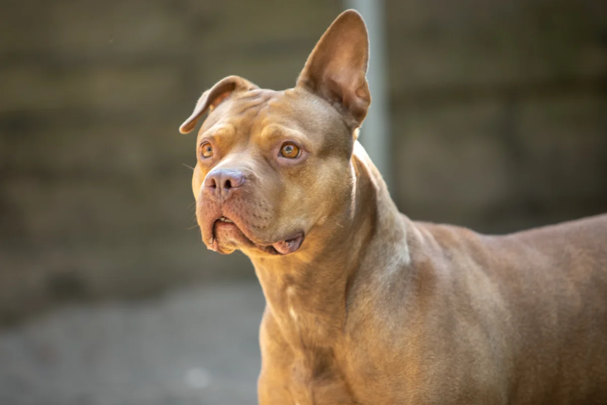 Staffordshire Bull Terrier