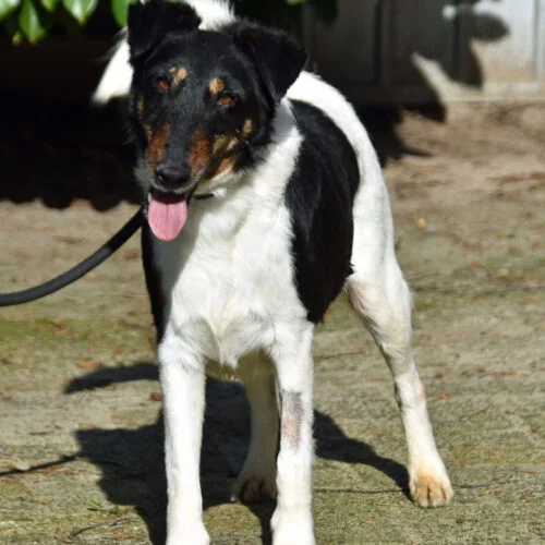 Fox Terrier