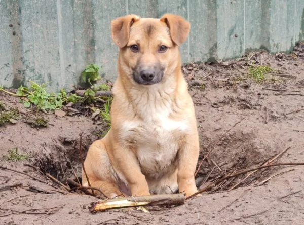 Romanian Street Dog Mix