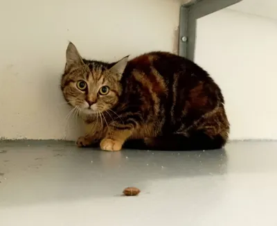 Boerderijkat Katie, adopted
