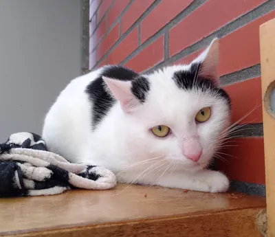 Boerderijkat Kees, adopted