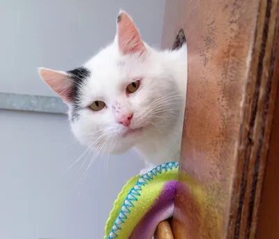 Boerderijkat Kobus, adopted