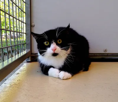 Robin Boerderijkat, adopted
