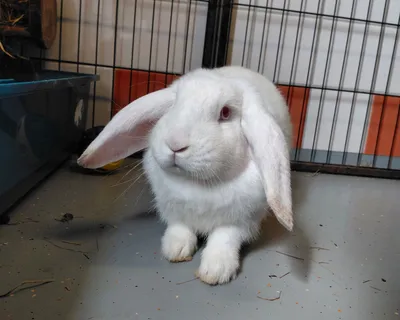Remi, adopted