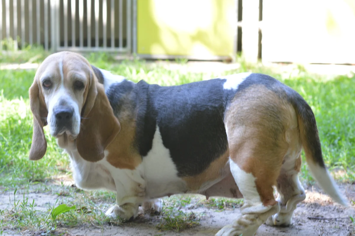 Basset Hound
