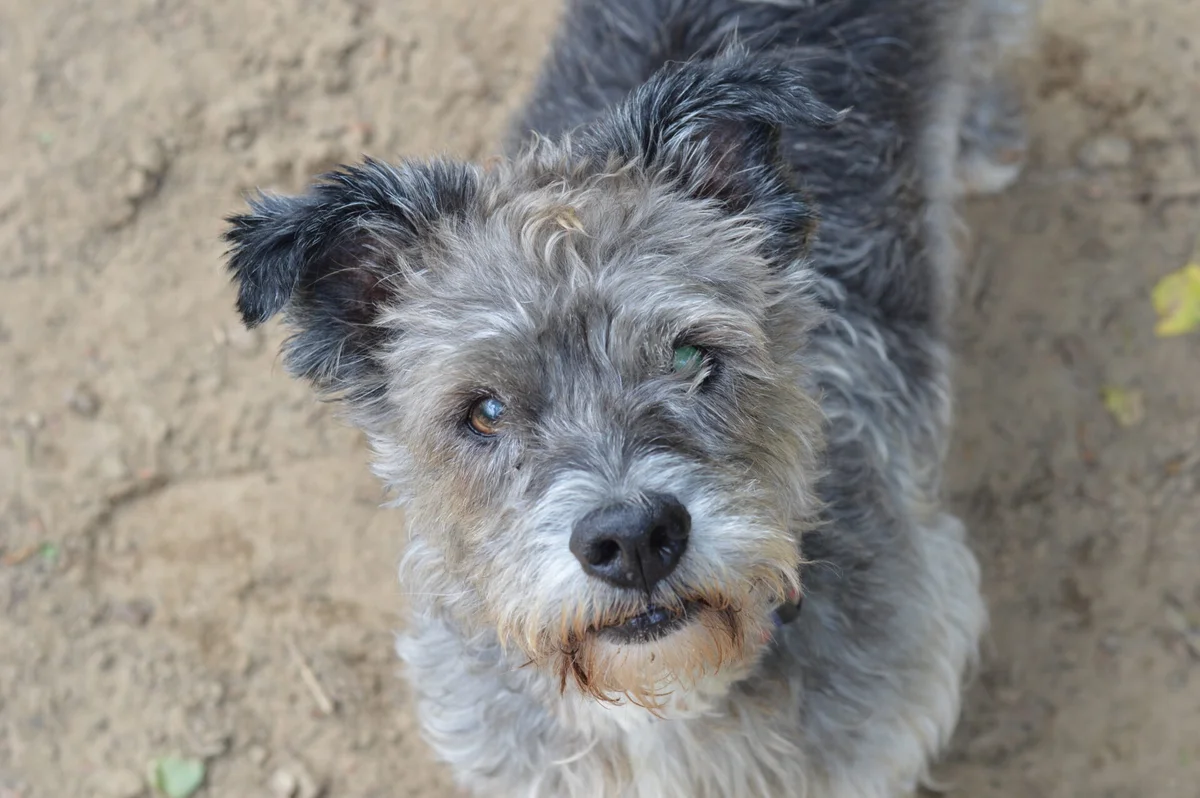 Cairn Terrier