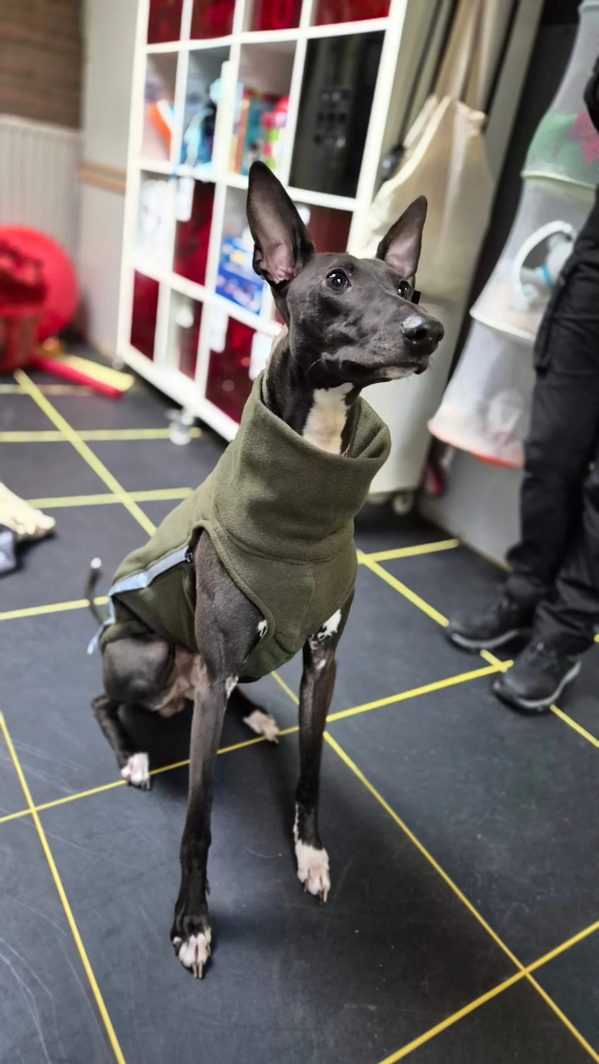 Whippet