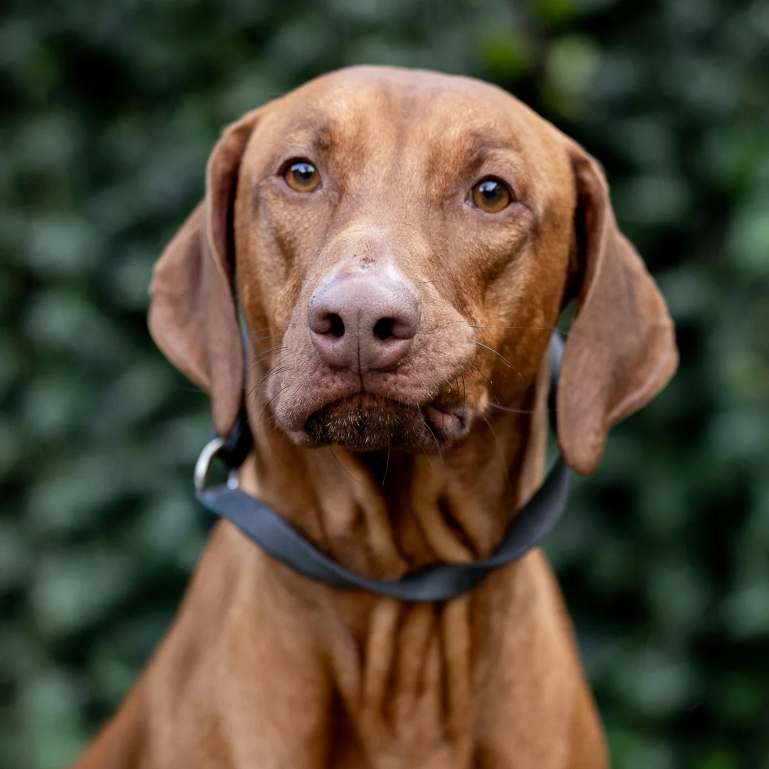 Rhodesian Ridgeback