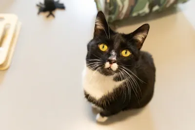 Blackie, adopted