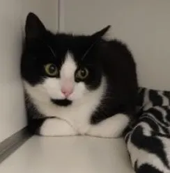 Kruimel, adopted