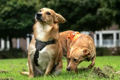 Patrick & Lusy, adopted