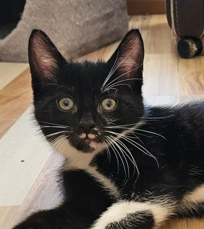 Nemo, adopted