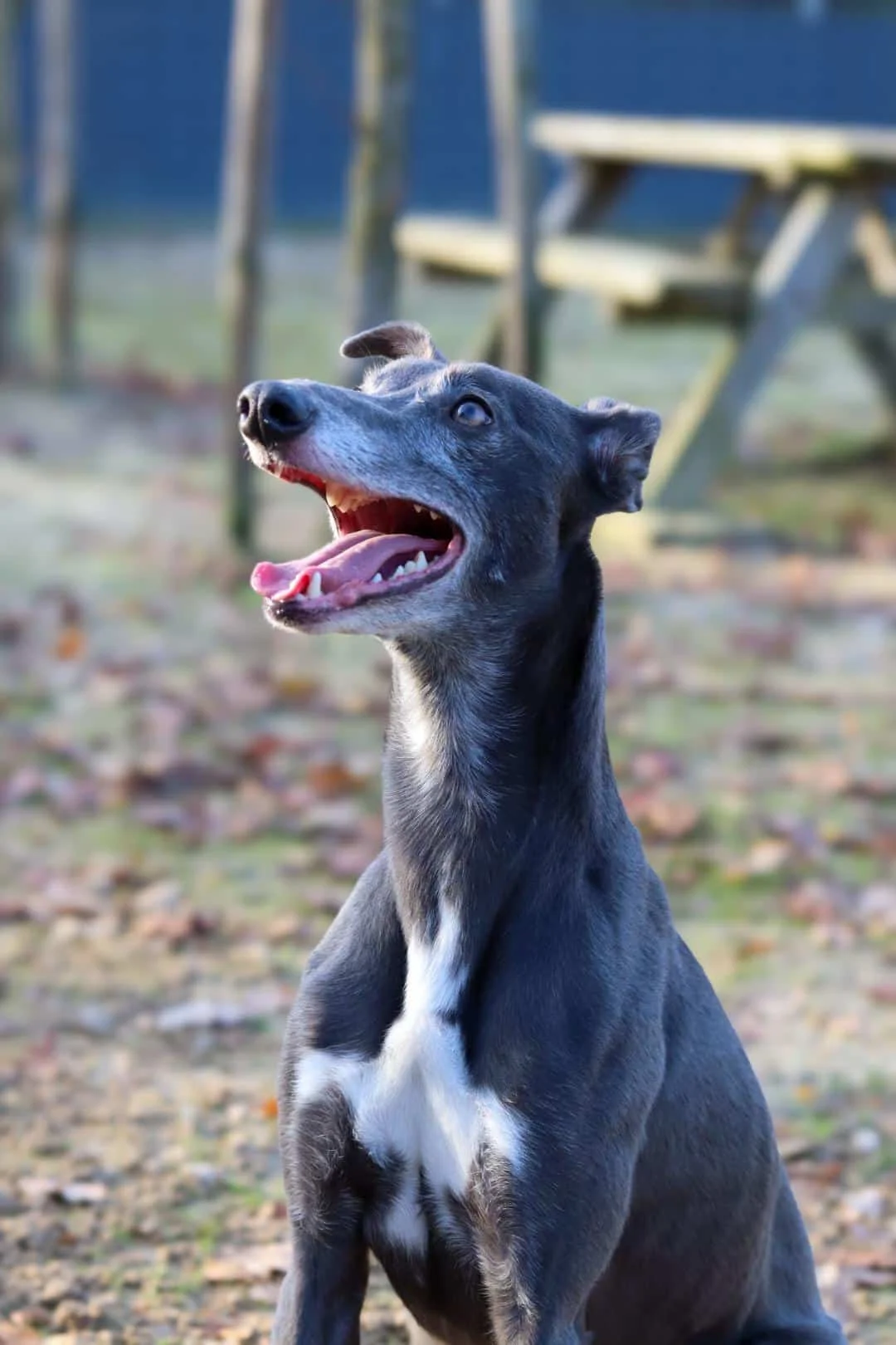 Whippet