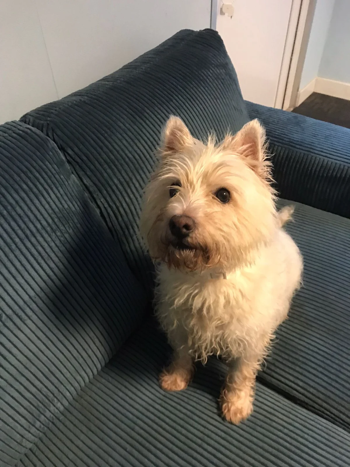 West Highland White Terrier