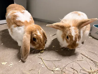 Simba & Vlekkie, adopted