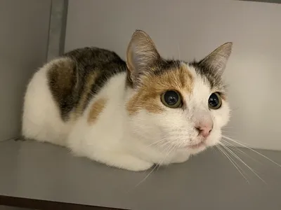 Manon en Pleun kunnen apart, adopted
