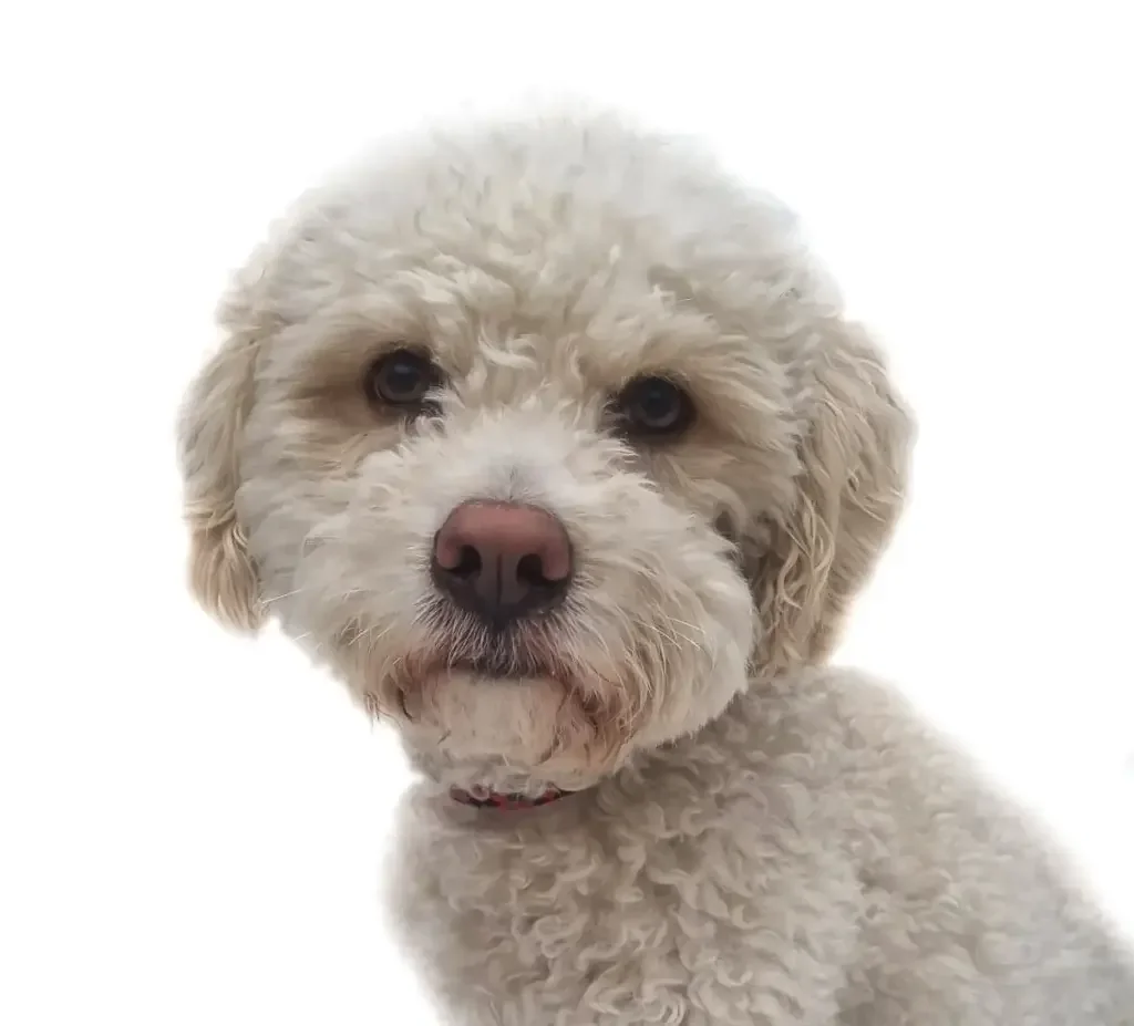 Maltipoo