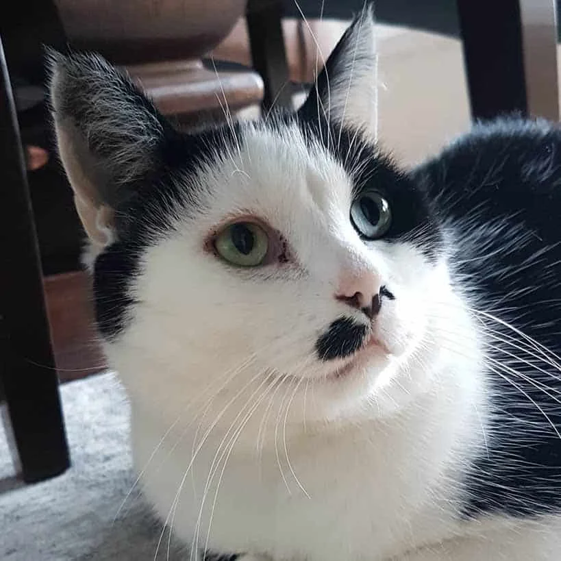 Domestic Shorthair