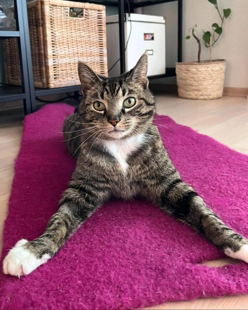 Domestic Shorthair