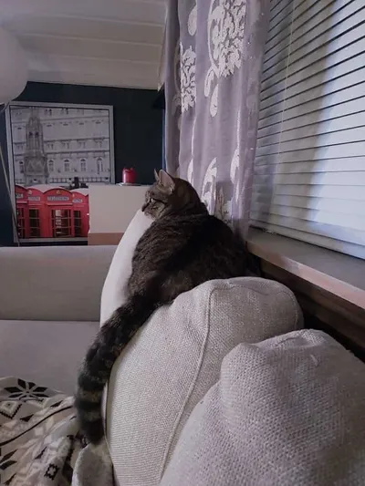Buddy, adopted