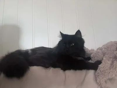 Martin, adopted