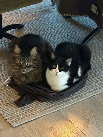 Viola, adopted