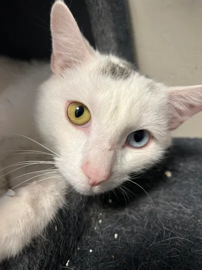 Snøflekk, adopted