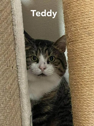 Teddy T, adopted