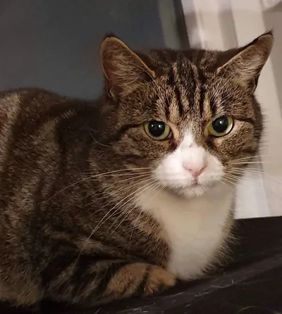TESSA, adopted