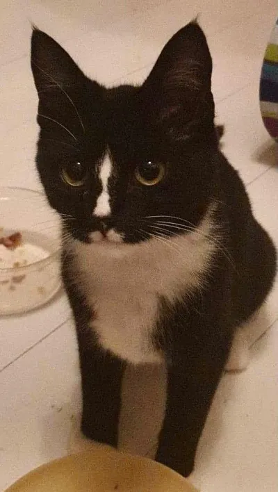 ILA, adopted