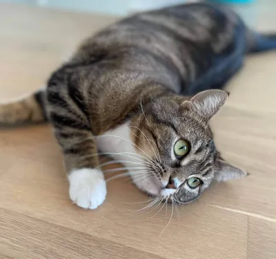 NAOMI, adopted