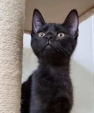 BASTIEN, adopted