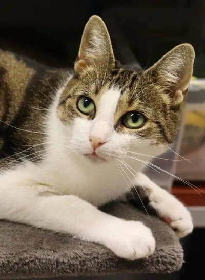 VILLY, adopted