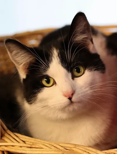 KAKI, adopted