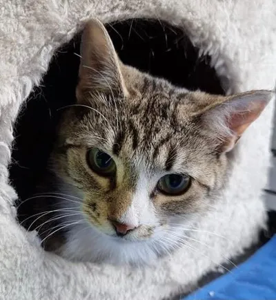 VALMUE, adopted