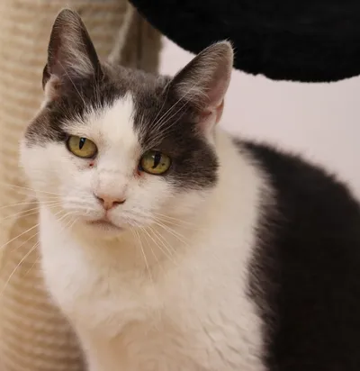 METTE, adopted