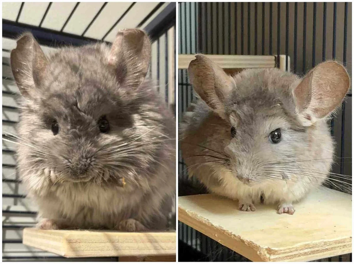 Chinchilla