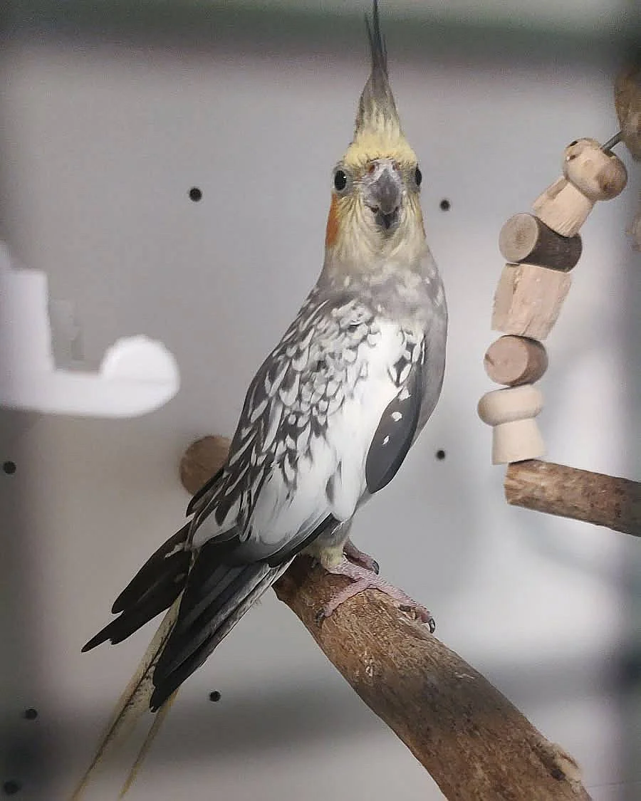 Cockatiel