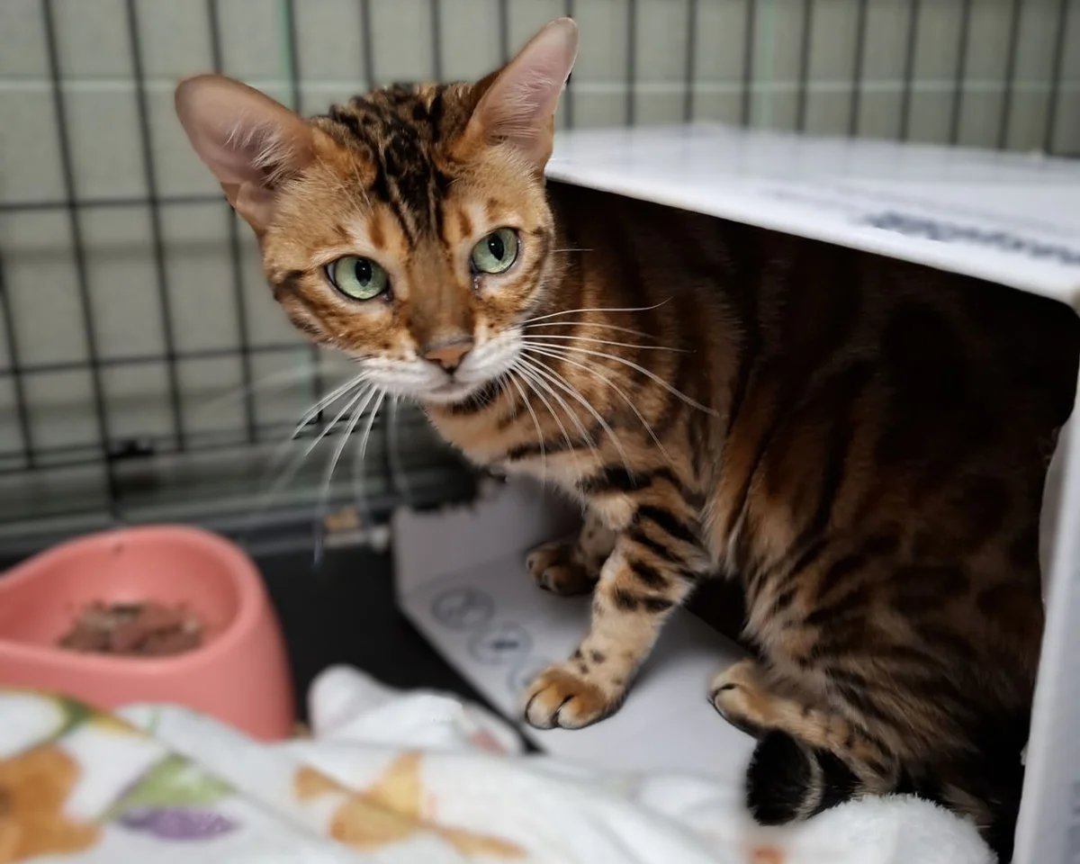 Bengal