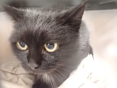 Figo, adopted
