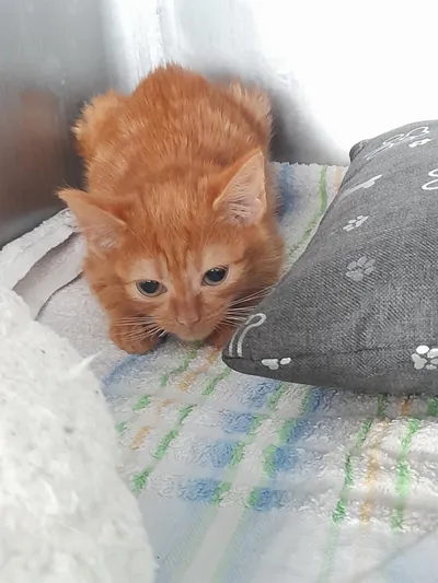 -, adopted