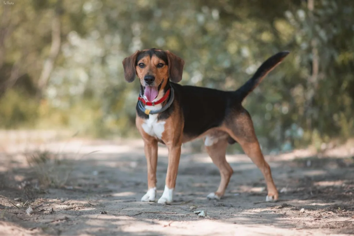 Beagle