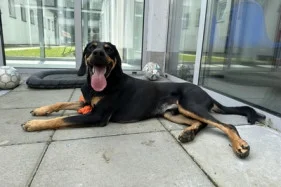 Polish Hound