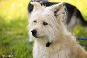 COOKIE, adopted