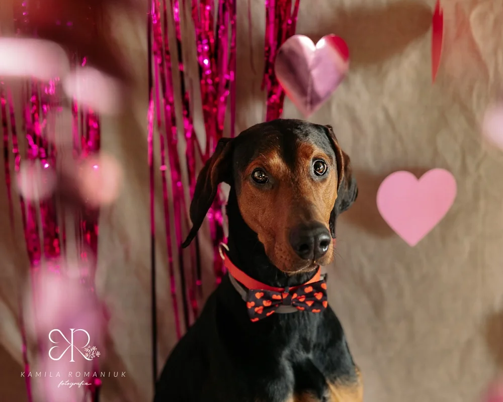 Doberman